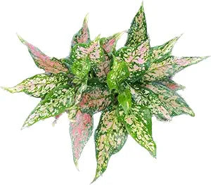 Aglaonema Dotted Pink Live Indoor Plant | Decorative Air Purifying Foliage Plant