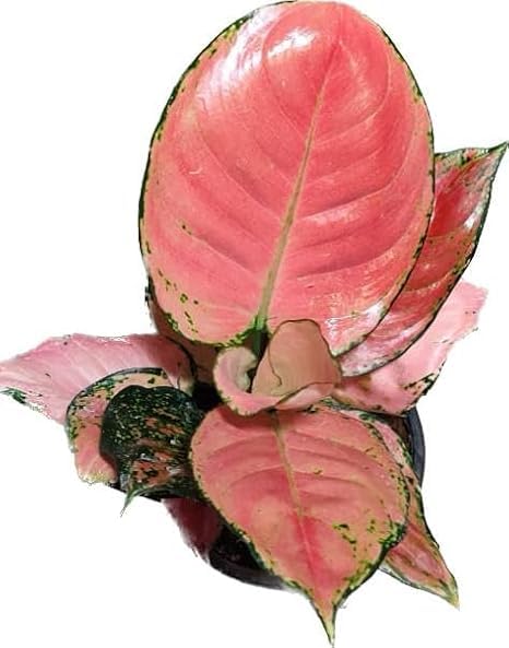 Aglaonema Pink Beauty Live Indoor Plant | Elegant Decorative Foliage