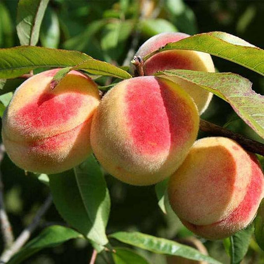 Aadu Sharbati Peach Live Grafted Plant | Prunus Persica Fruit Tree