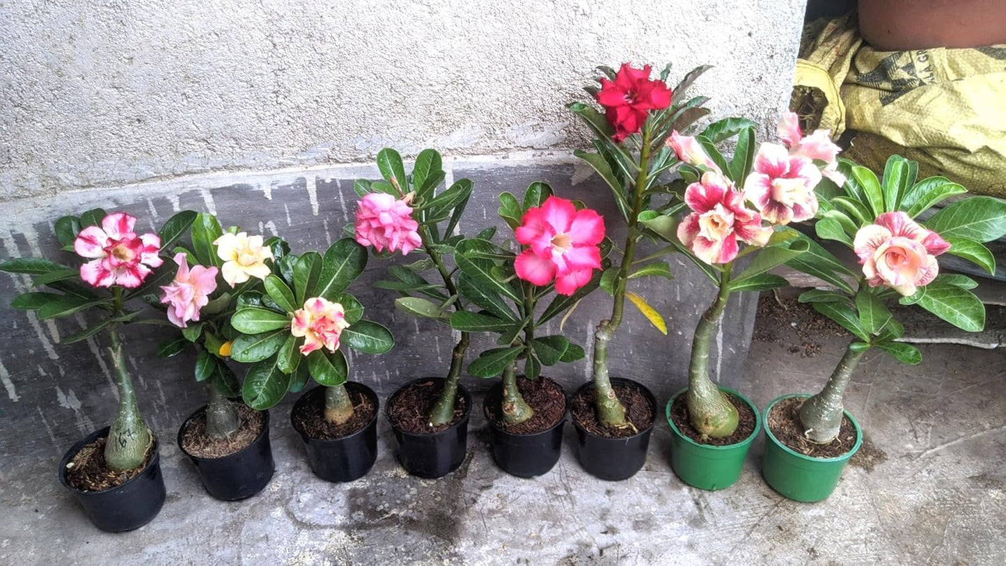 Adenium Live Plant Combo Pack of 4 | Desert Rose Grafted Flowering Plants
