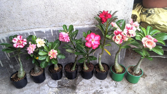 Adenium Live Plant Combo Pack of 4 | Desert Rose Grafted Flowering Plants