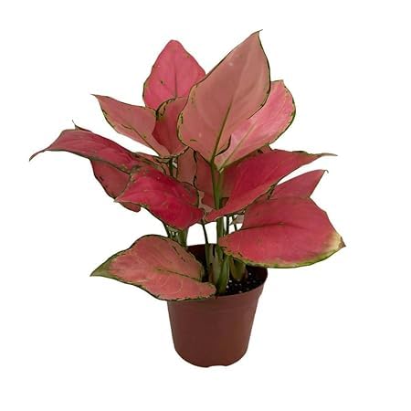 Aglaonema Auspicious Red Live Indoor Plant | Decorative Air Purifying Foliage