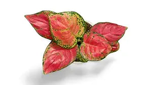 Aglaonema Beauty Live Indoor Plant | Air Purifying Decorative Foliage Plant