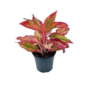 Aglaonema Brown Live Indoor Plant | Decorative Air Purifying Foliage