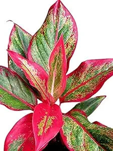 Aglaonema Lipstick Single Stem Live Indoor Plant | Pack of 1 | PX007