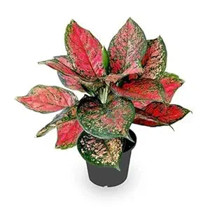 Aglaonema Pinkish Red Live Indoor Plant | Decorative Air Purifying Plant